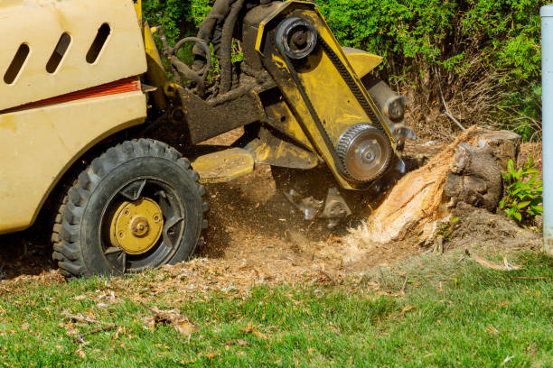 Trusted North Druid Hills, GA Tree Service Experts